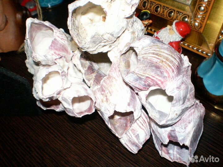 Раковины, кораллы, морские звезды