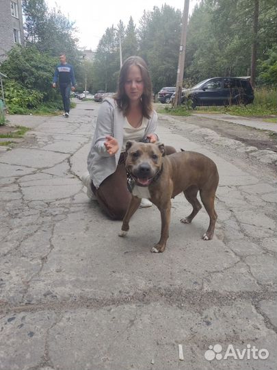 Американский Питбультерьер девочка,вязка