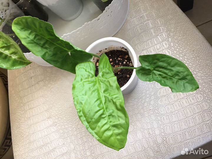 Сингониум Австралия и другие сортовые