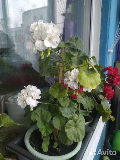 Пеларгония герань