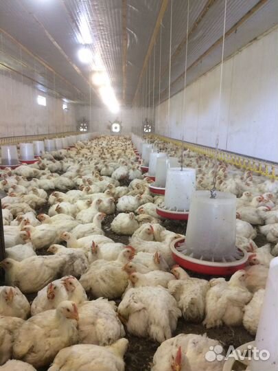 Куры бройлер