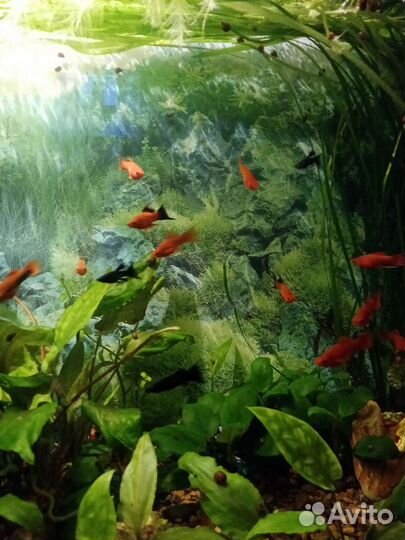 Вильчатые меченосцы