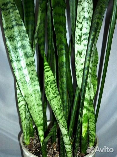 Сансевиерия Щучий хвост 90 см, в горшке 12 побегов