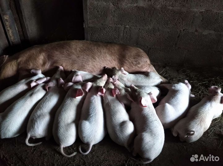 Поросята ландрас
