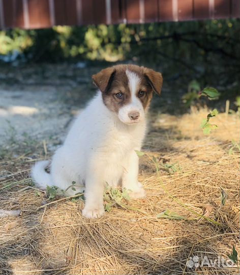 Щенок в добрые руки бесплатно