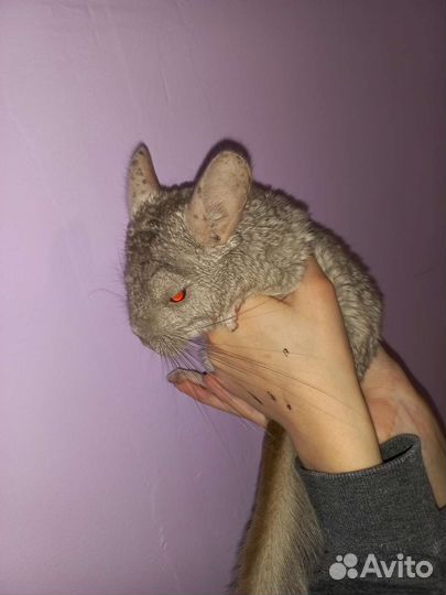 Шиншилла с клеткой