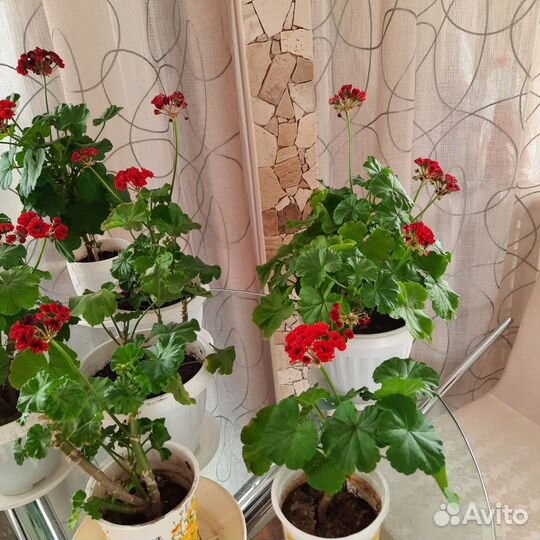 Герань (пеларгония) -розенбудная