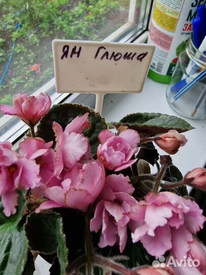 Фиалки цветущие сортовые