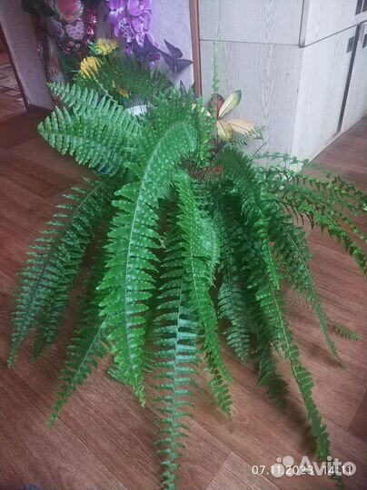 Комнатные цветы