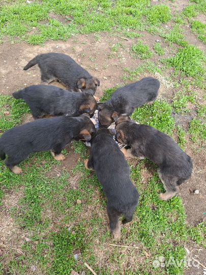 Немецкая овчарка