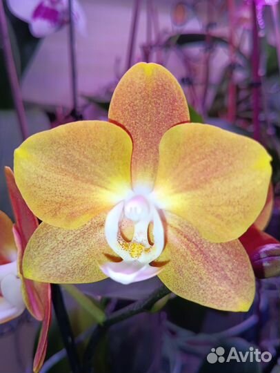 Орхидея Фаленопсис Добавляю