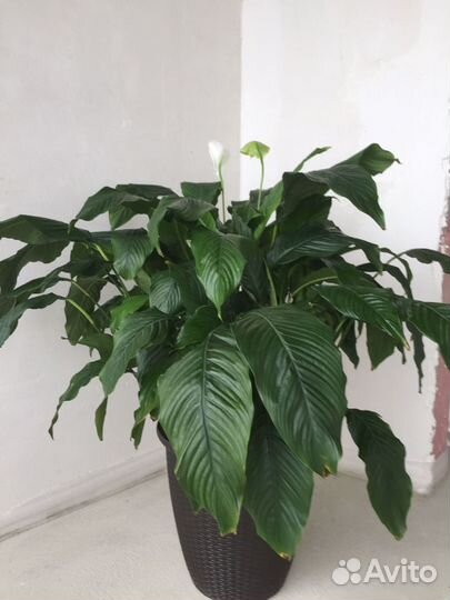 Спатифиллум