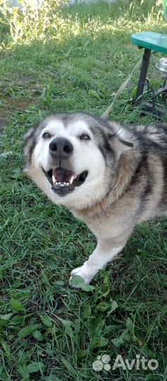 Аляскинский маламут бесплатно