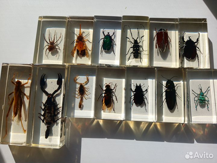 Журнал настоящие насекомые и их знакомые Deagosti