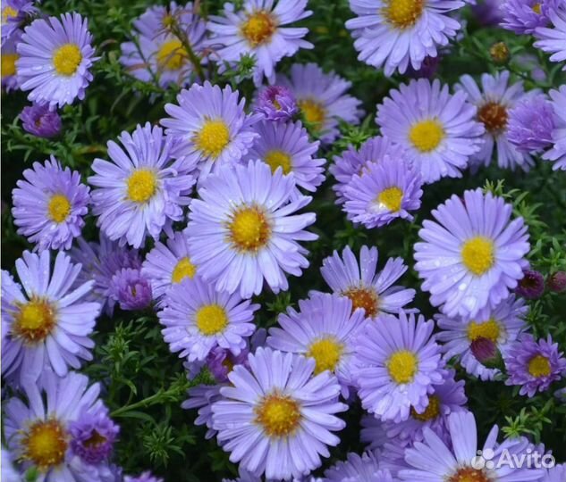 Многолетники