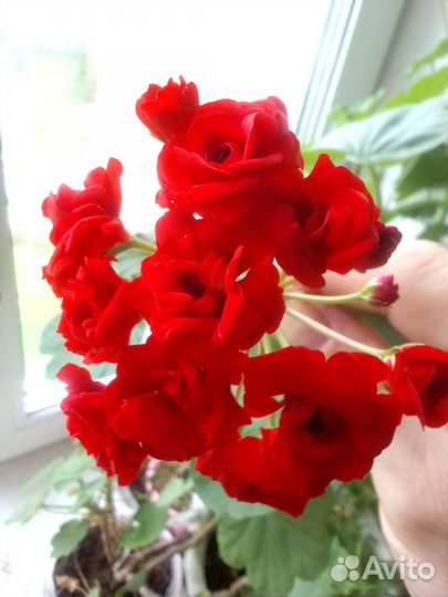 Пеларгония розебудная