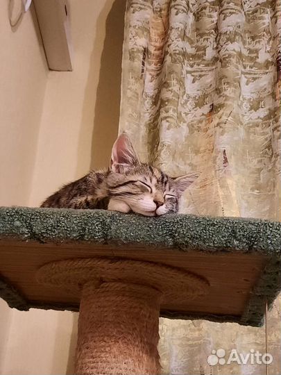 Кошечка Милашка