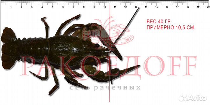 Варим и доставляем раков бесплатно*