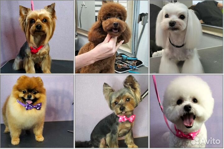 Груминг стрижка собак и кошек