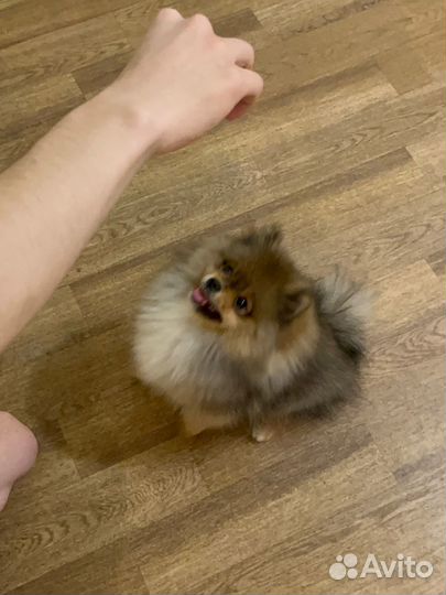 Померанский шпиц медвежьего типа