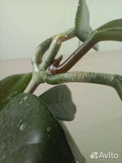 Восковой плющ - хойя карноза