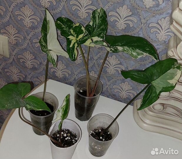 Сингониум Альба