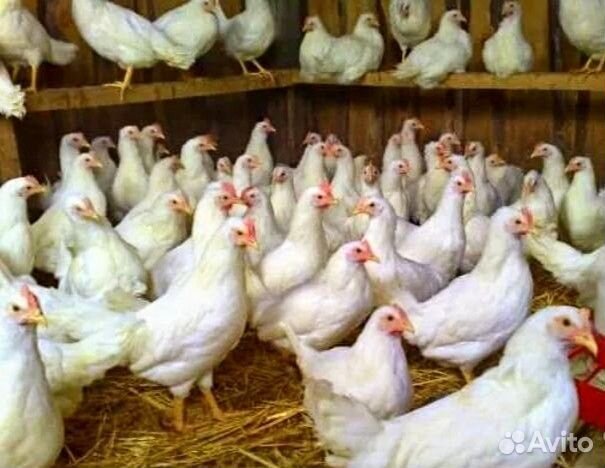 Куры несушки