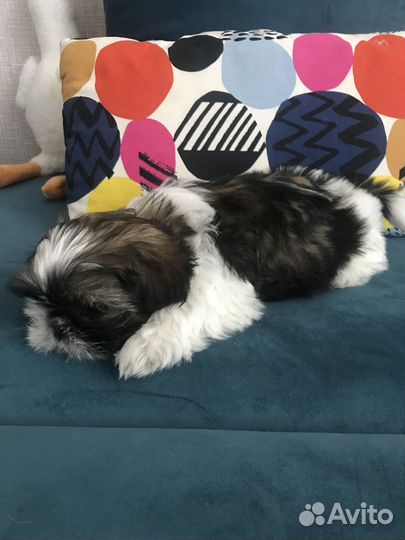 Милая девочка шит цу