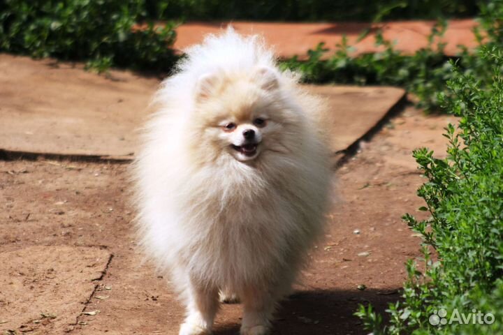 Померанский шпиц