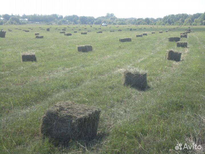 Сено разнотравье луговое