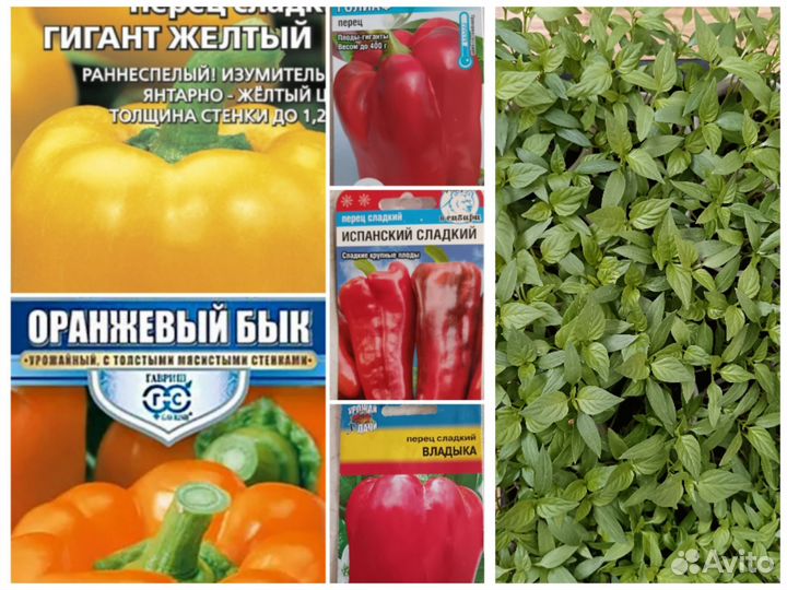 Рассада огурцов, перца