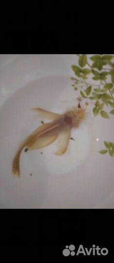 Анциструс L-144. Вуалевый самцы(стрекоза) простой