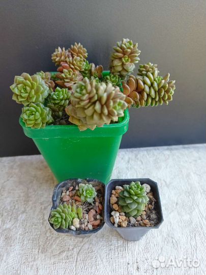 Седумы и другие суккуленты