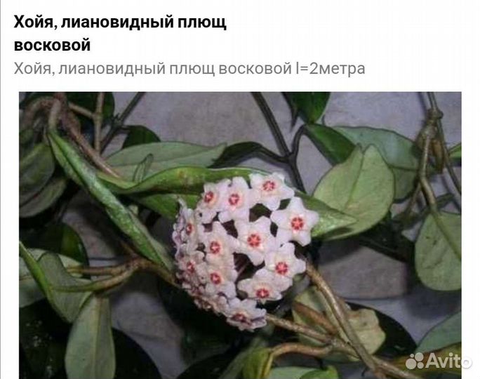 Хойя восковой плющ Отростки