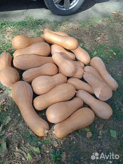 Семена тыквы Прикубанская