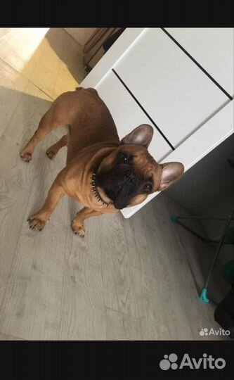 Щенки французского бульдога