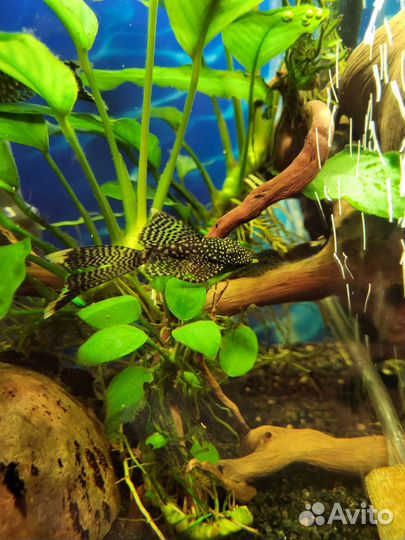 Анциструс сом