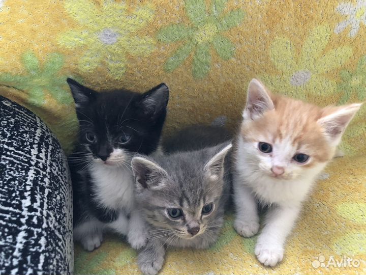 Котята