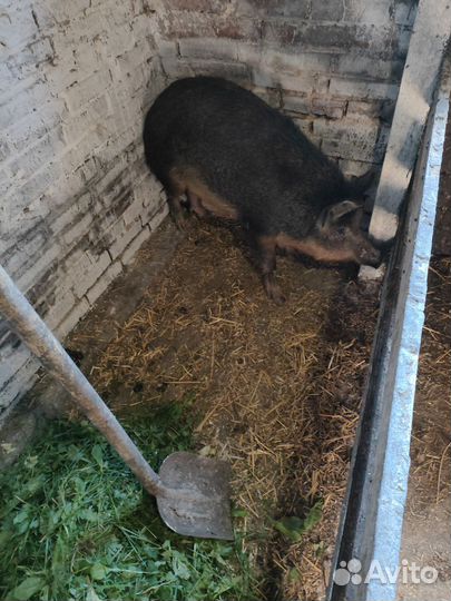 Продам свиней
