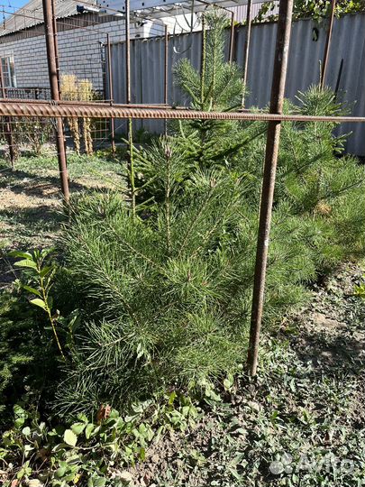 Сосна горная саженцы