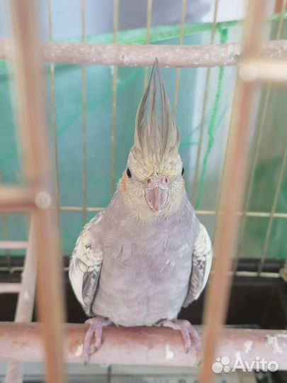 Попугай карелла самец