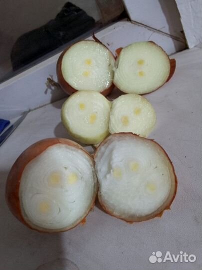 Лук на перо оптом