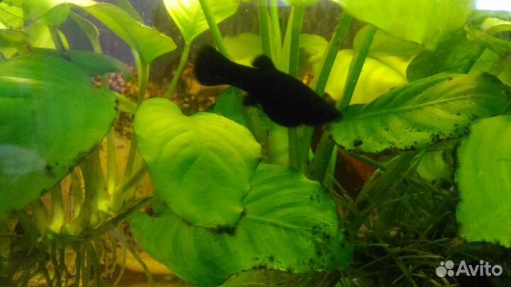 Моллинезия Черная