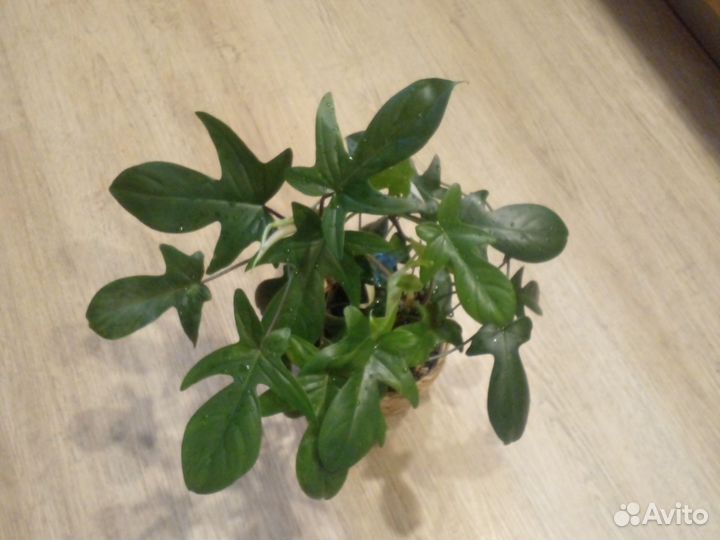 Филодендрон зеленая маска