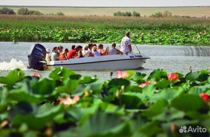 Тур лотосы и море