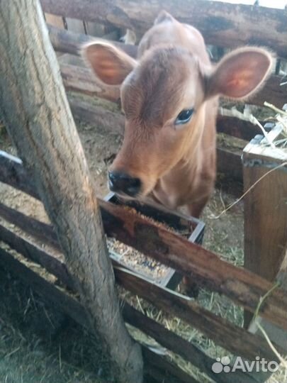 Джерсейская телочка