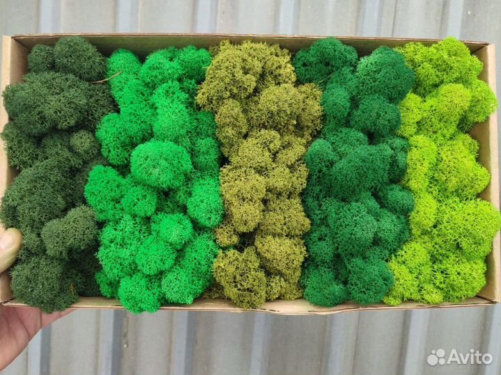 Мох Стабилизированный ягель, кочка, пласт, панно