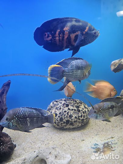 Аквариумные рыбки