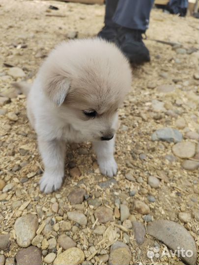 Щенки маламута