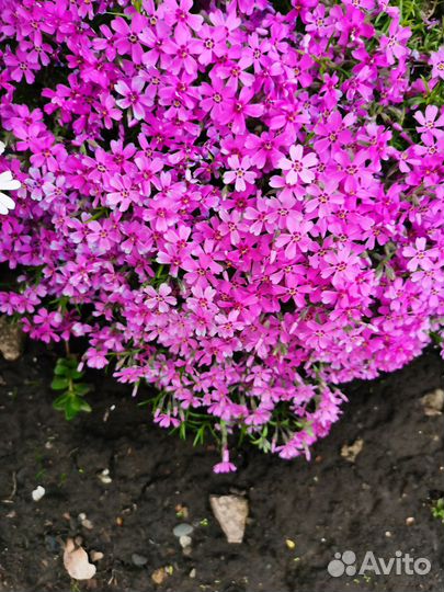 Флокс шиловидный